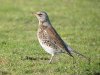 Fieldfare at Paglesham Lagoon (Steve Arlow) (89569 bytes) Fieldfare at Paglesham Lagoon (Steve Arlow) (89569 bytes)